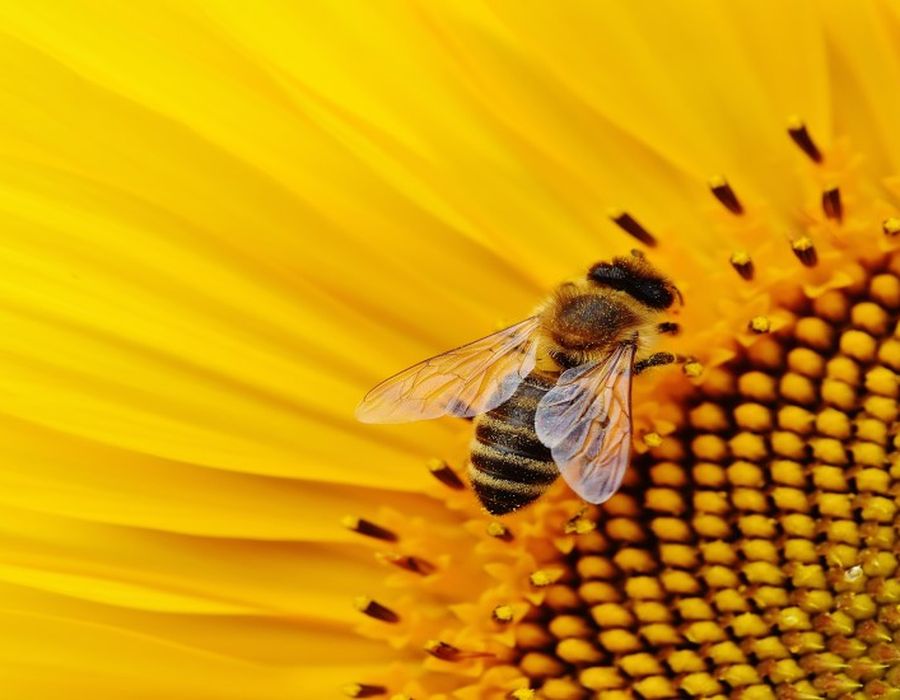 A bee on a sunflower, a symbol of Finex's natural raw materials