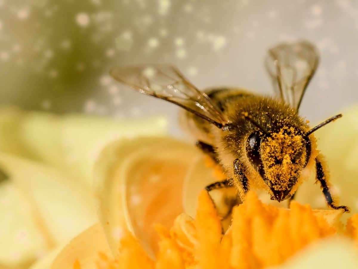 A bee gathering pollen from a flower, the raw material used to produce propolis extracts