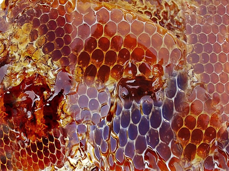 Honeycomb with propolis, the raw material for propolis concentrate