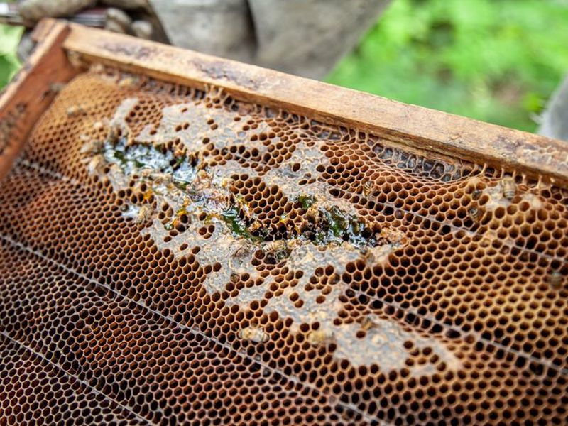 Surowy propolis na ramce ula, surowiec do produkcji koncentratu propolisowego